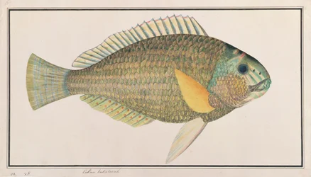 Grüne Lippfisch, aus Zeichnungen von Fischen von Malakka, ca. 1805-18